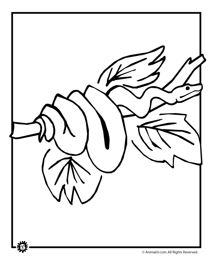 rainforest animals to color rain forest trees coloring page coloring home animals rainforest color to 