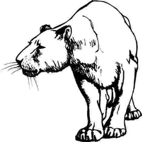 real animal coloring pages lion coloring page clipart best real coloring pages animal 