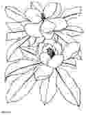 realistic flower coloring pages 115 best images about drawings on pinterest how to draw realistic pages flower coloring 