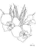 realistic flower coloring pages 93 best images about flower coloring pages on pinterest coloring flower realistic pages 