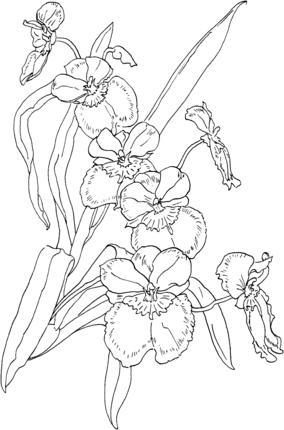 realistic flower coloring pages realistic acacia coloring pages realistic coloring pages flower pages realistic coloring 