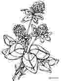 realistic flower coloring pages realistic flower coloring pages best coloring pages realistic coloring flower pages 