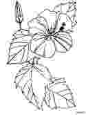 realistic flower coloring pages realistic flower coloring pages coloring home coloring realistic pages flower 