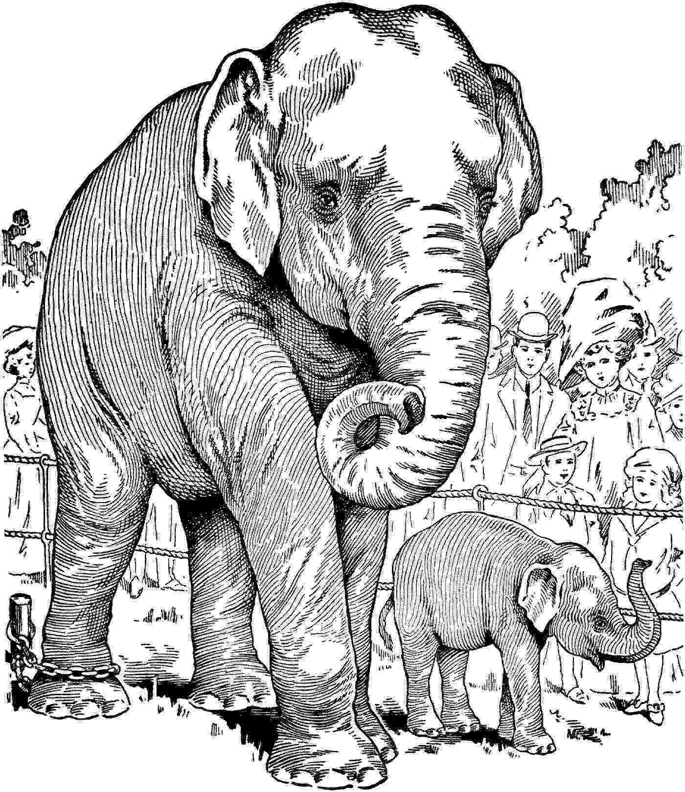realistic printable coloring pages of animals elephant coloring pages for adults best coloring pages printable realistic coloring animals of pages 