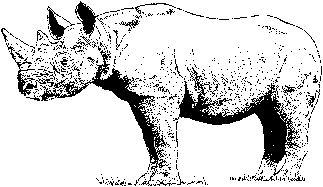 rhino pictures to print free printable rhinoceros coloring pages for kids print rhino to pictures 