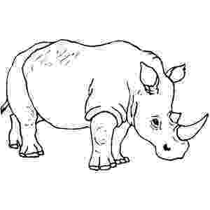 rhino pictures to print walking rhino coloring page to print rhino pictures 