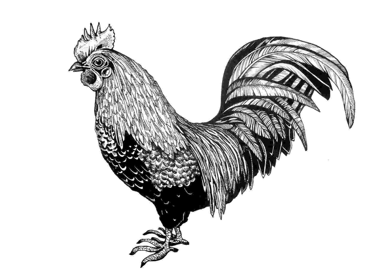 rooster sketch 1000 images about 10 day observation ideas on pinterest rooster sketch 
