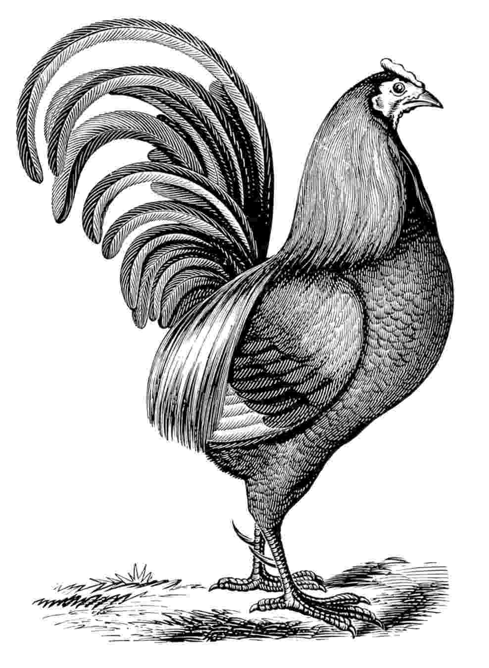 rooster sketch cock royalty free stock image image 29937366 rooster sketch 