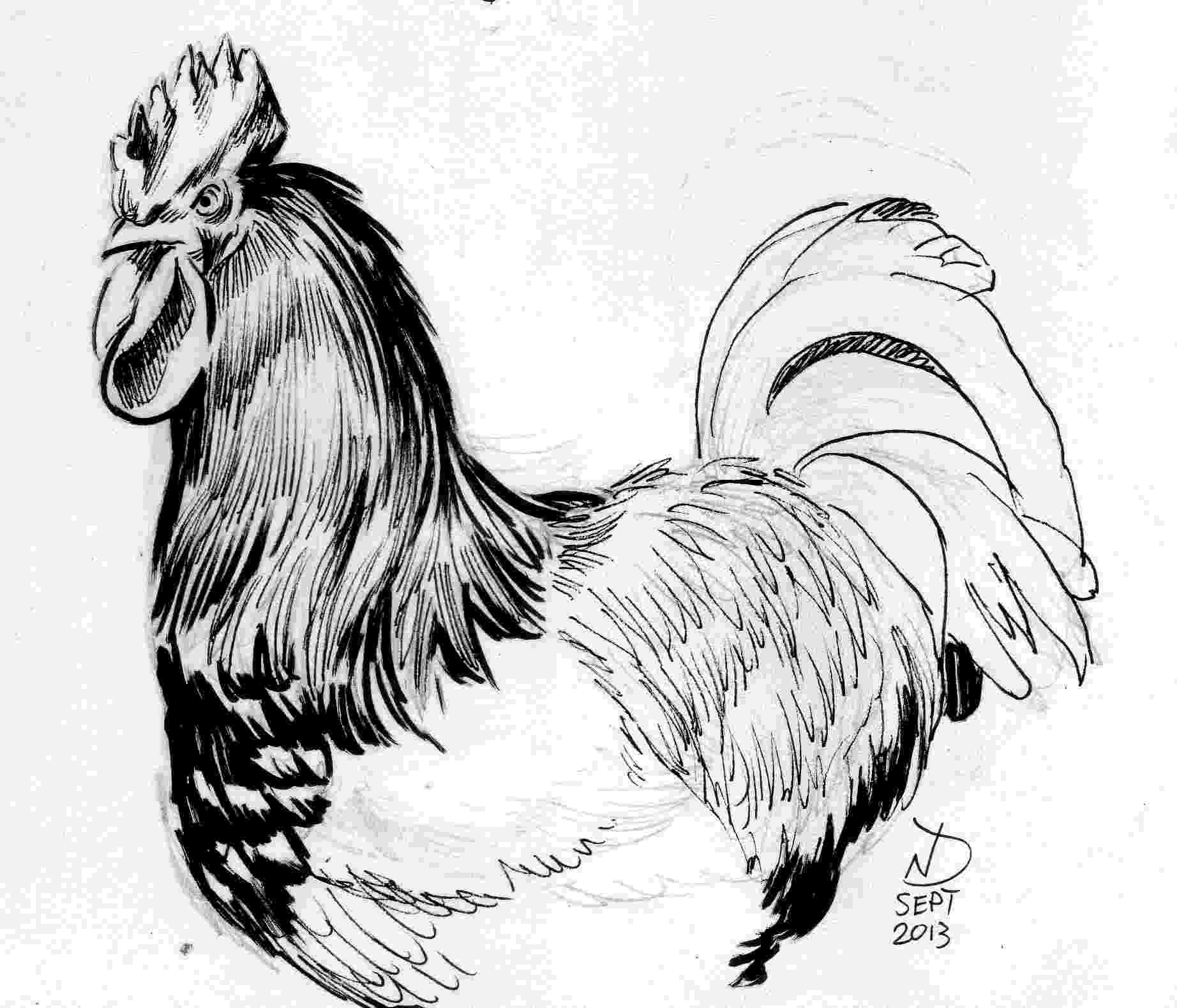 rooster sketch how to draw a rooster youtube rooster sketch 