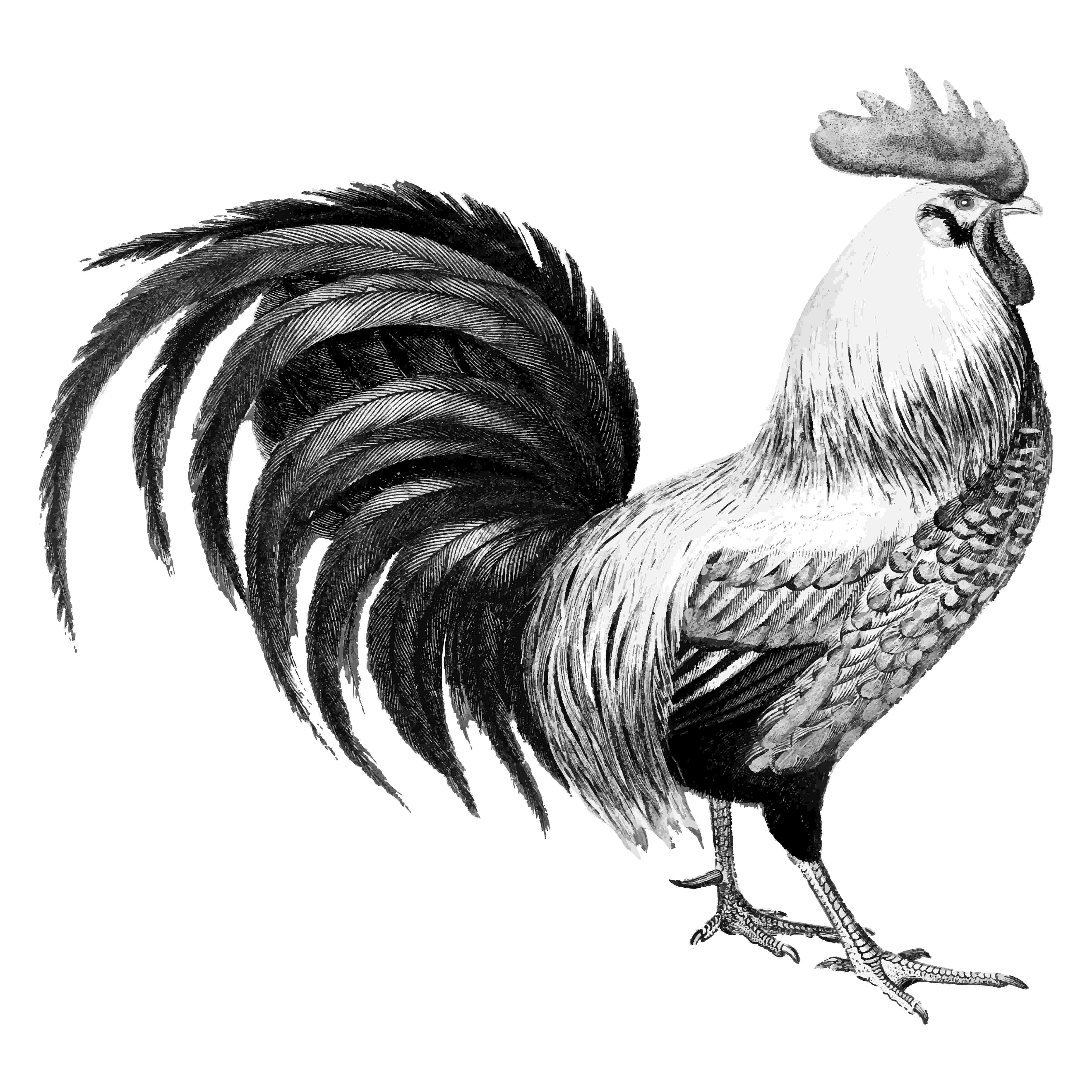 rooster sketch linda förstner artwork sketch rooster 