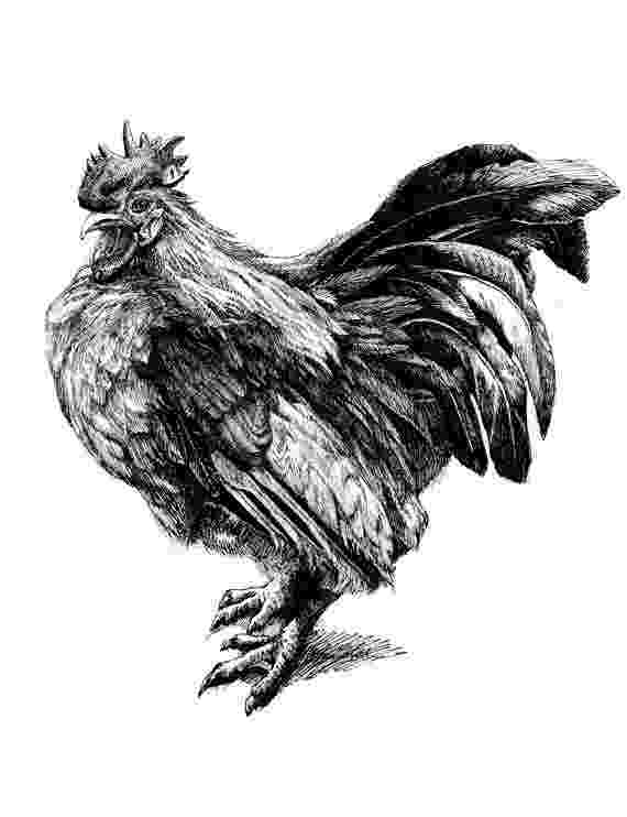 rooster sketch prints rooster original chicken art kitchen wall decor pen rooster sketch 