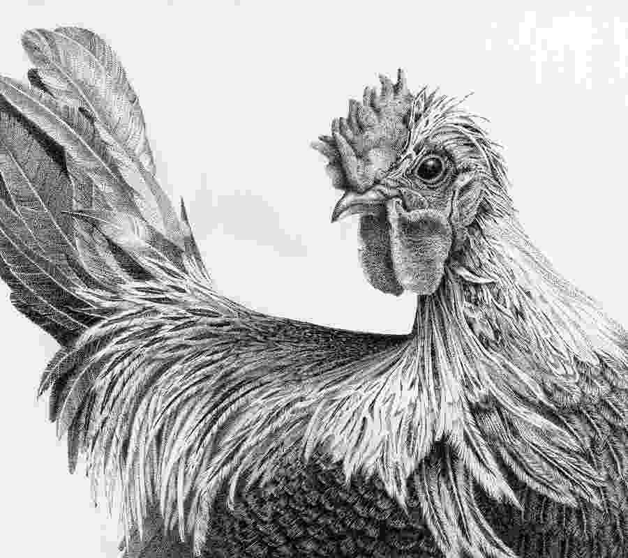 rooster sketch rooster 11x85 pen drawing print from original holiday sketch rooster 