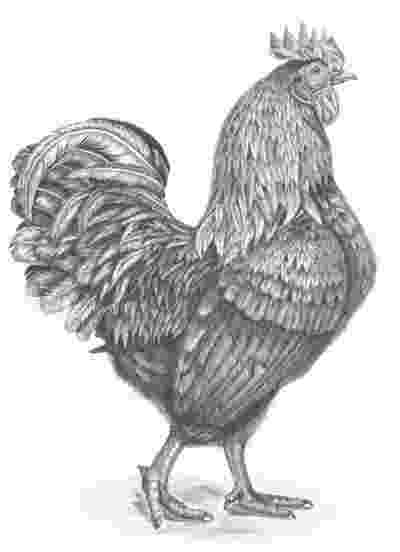 rooster sketch rooster coloring pages kidsuki sketch rooster 