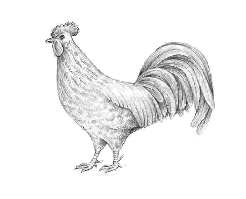 rooster sketch rooster sketch rooster sketch 