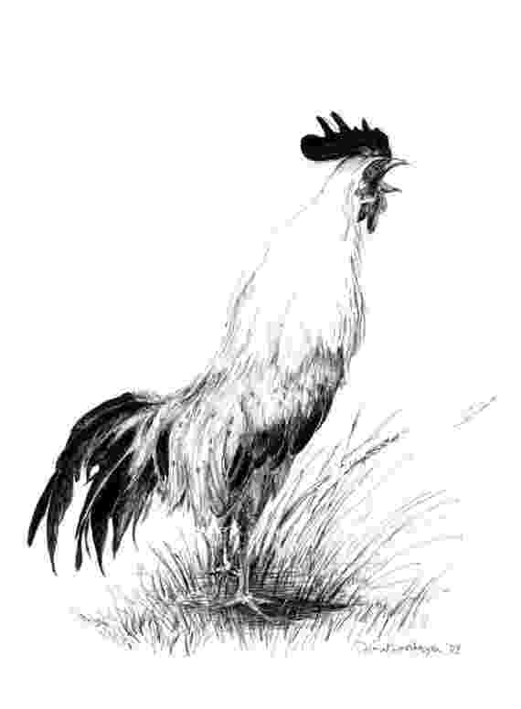 rooster sketch vintage clip art chicken with fancy tail the graphics rooster sketch 