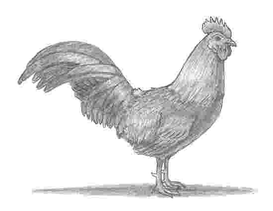 rooster sketch vintage illustrations of rooster download free vectors rooster sketch 