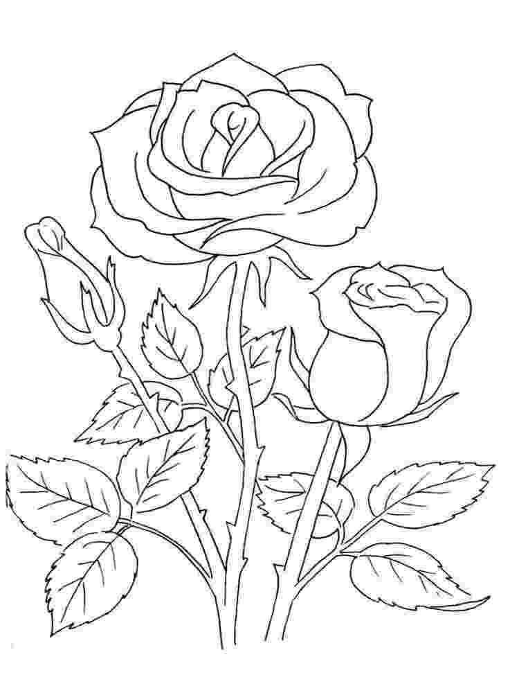 rose coloring pages free free printable roses coloring pages for kids free rose pages coloring 