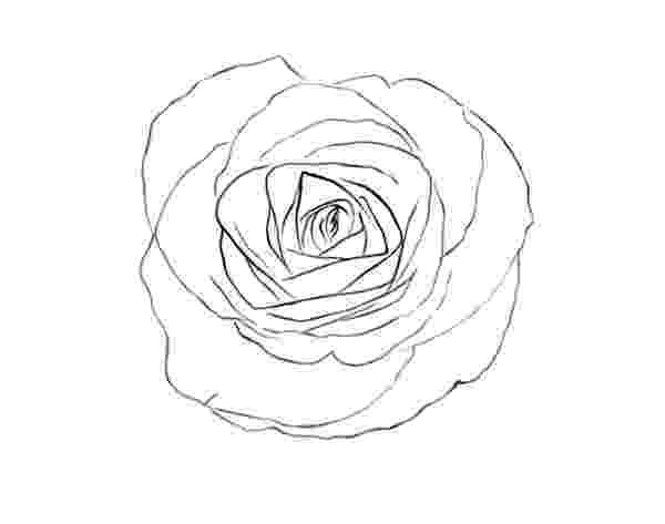 rose pictures to trace exercise 11 des150 digital media design i to trace rose pictures 