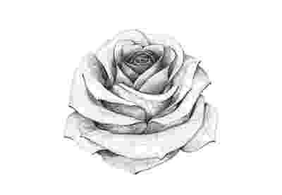 rose pictures to trace pictures of roses to trace wallpapers gallery to pictures rose trace 