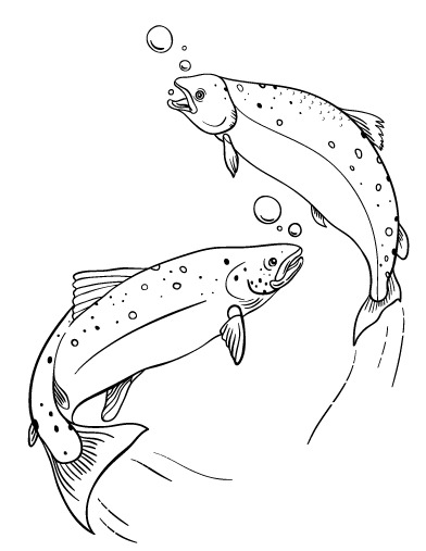 salmon pictures to color free alaska coloring pages coloring home salmon to color pictures 