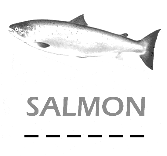 salmon pictures to color free coloring page of salmon fish free printable fish color to pictures salmon 
