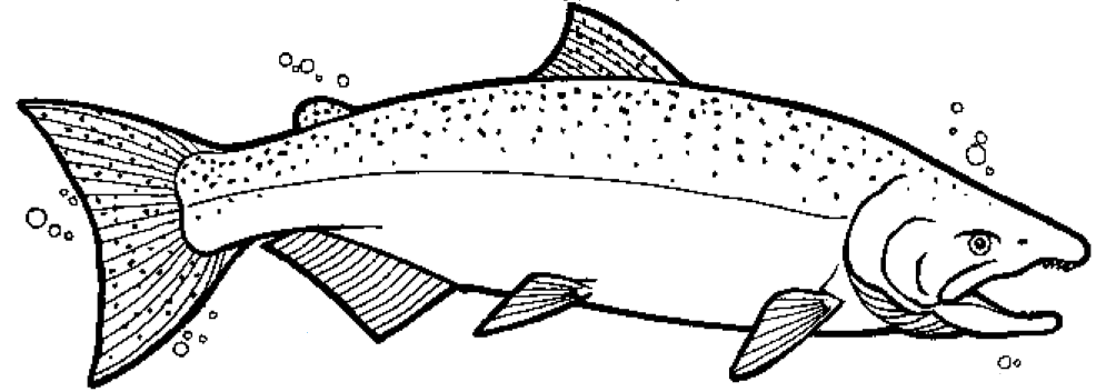 salmon pictures to color pacific salmon coloring pages download and print for free pictures color to salmon 