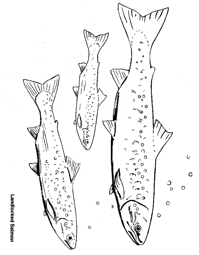 salmon pictures to color salmon fish drawing at getdrawingscom free for personal to salmon color pictures 