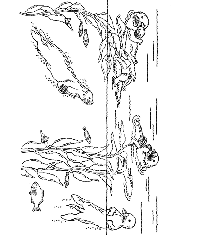 sea otter coloring pages otter coloring pages download and print for free pages coloring sea otter 