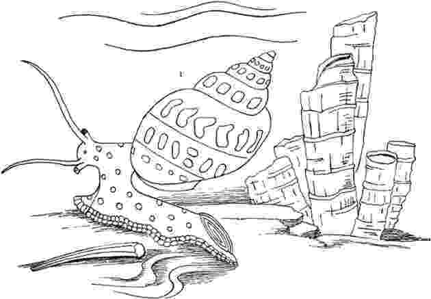 seascape coloring pages coloring page for grownups underwater seascape zentangle coloring pages seascape 