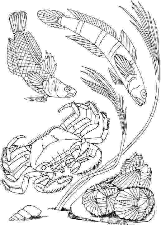 seascape coloring pages free seascape coloring pages pages seascape coloring 