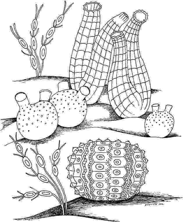 seascape coloring pages seascape to draw pinterest coloring pages seascape 