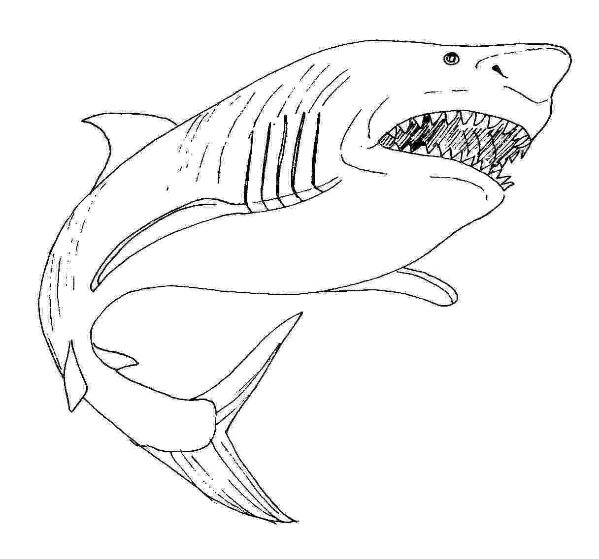 shark pictures for kids to color free printable shark coloring pages for kids animal place color for to pictures kids shark 