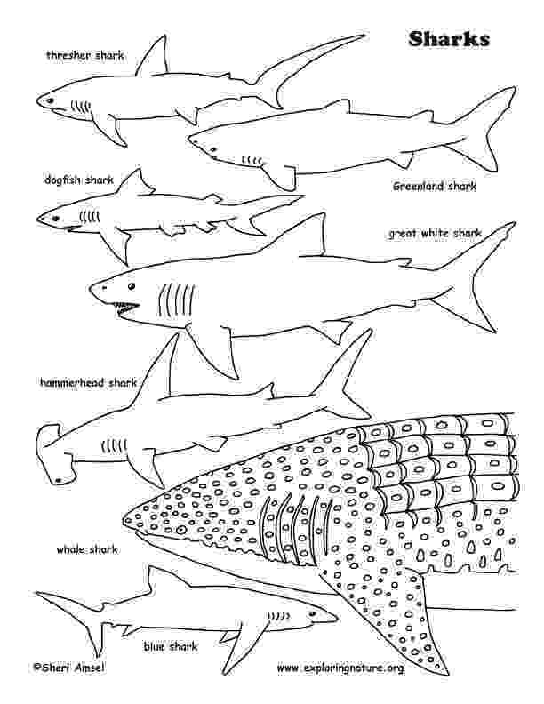 sharks coloring pages free printable shark coloring pages for kids coloring pages sharks 1 1