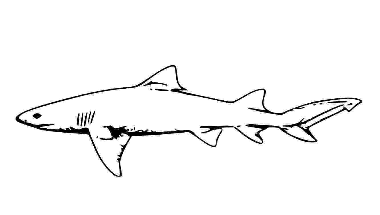 sharks coloring pages free printable shark coloring pages for kids pages sharks coloring 