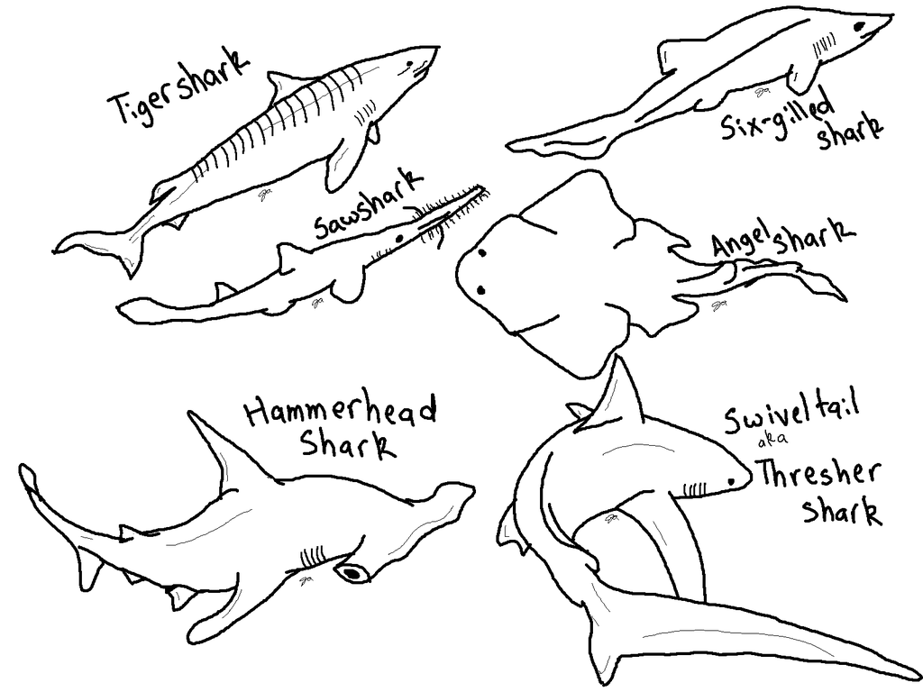 sharks coloring pages free printable shark coloring pages for kids sharks pages coloring