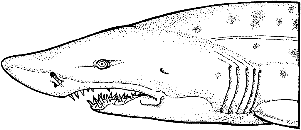 sharks coloring pages shark coloring pages and posters coloring pages sharks
