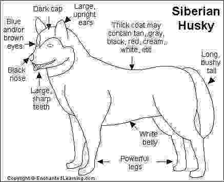 siberian husky coloring pages husky diagram husky husky brown dog coloring page pages coloring siberian husky 