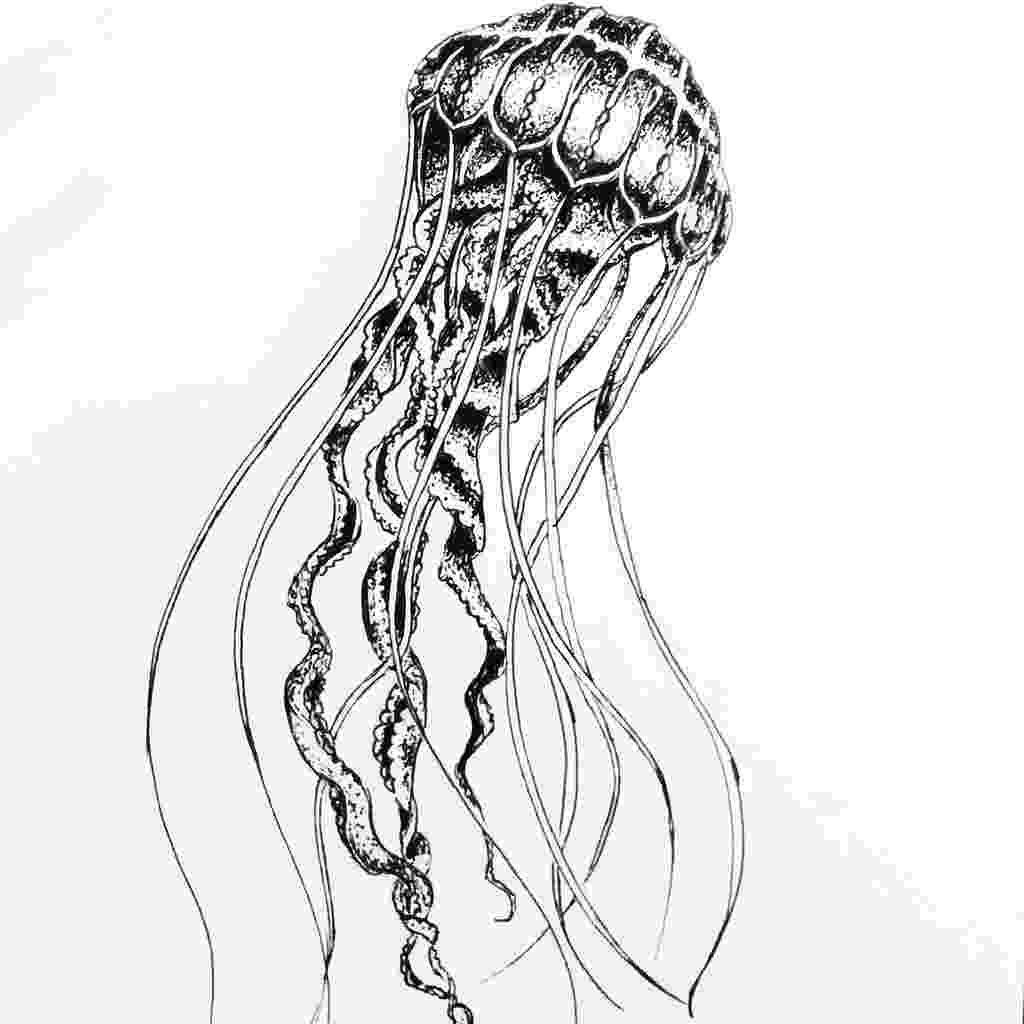 sketch of a jellyfish fhöbik jellyfish by fhöbik artwork via behance jellyfish sketch a of 