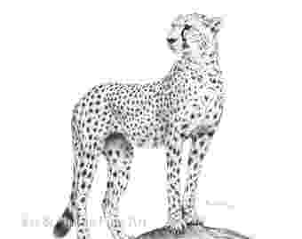 sketch of cheetah cheetah drawing etsy of cheetah sketch 
