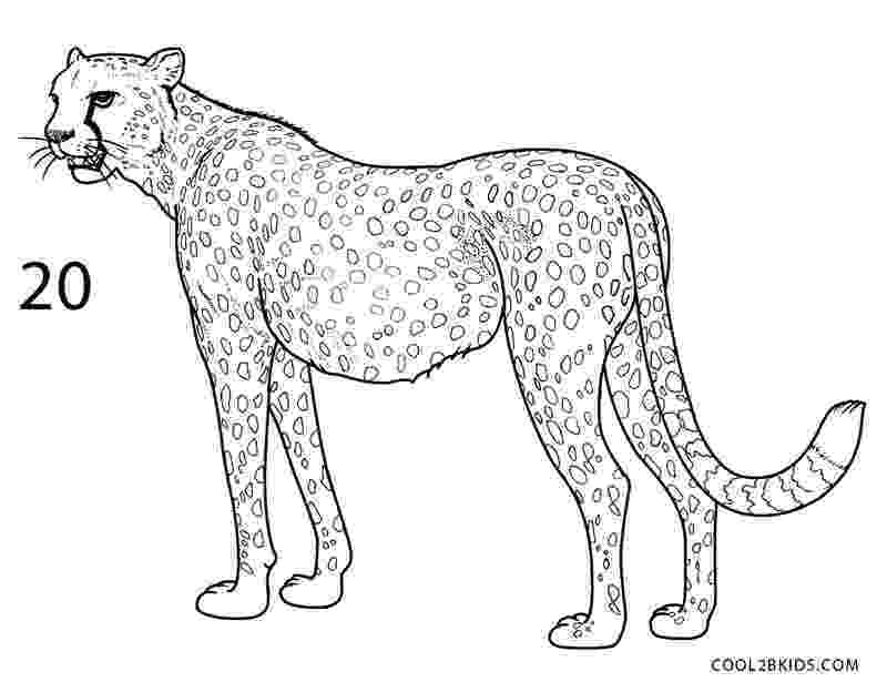 sketch of cheetah how to draw a cheetah step by step pictures cool2bkids cheetah of sketch 
