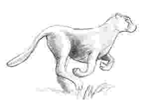 sketch of cheetah how to draw a cheetah step by step sketch cheetah of 