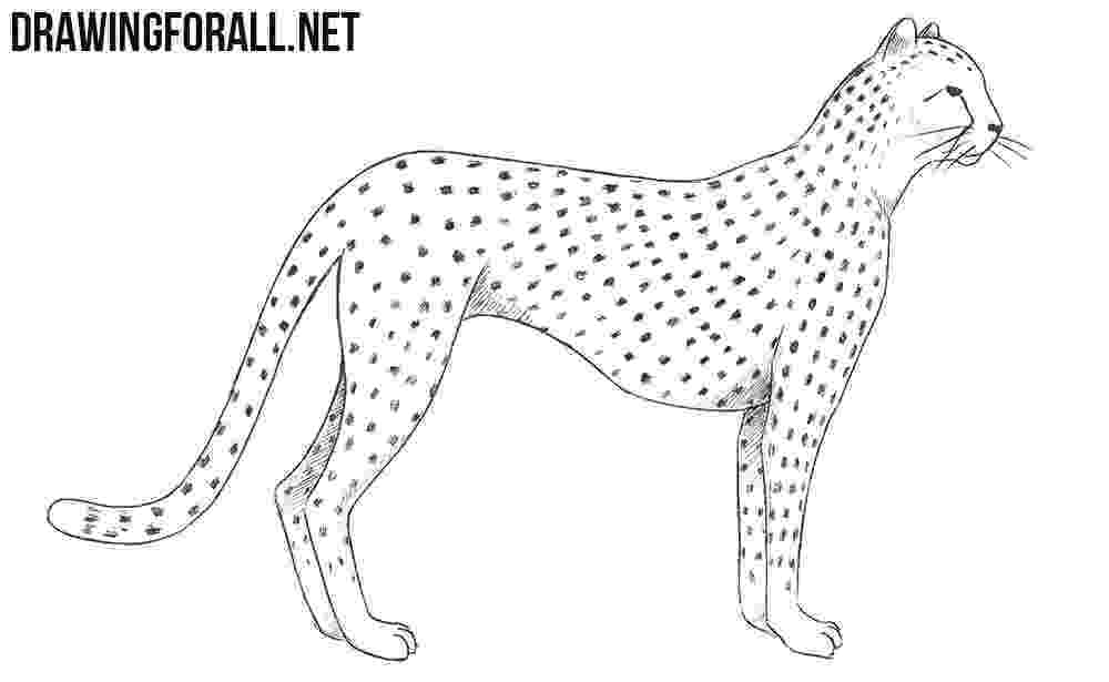 sketch of cheetah how to draw cheetahs cheetah cat step by step safari sketch of cheetah 