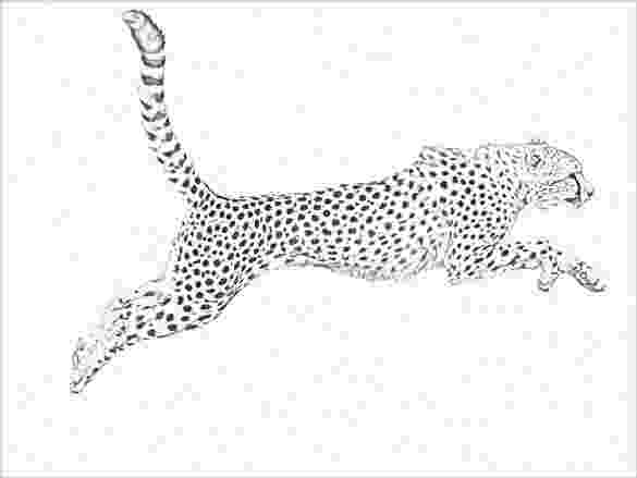 sketch of cheetah realistic animal drawings november 2013 of sketch cheetah 