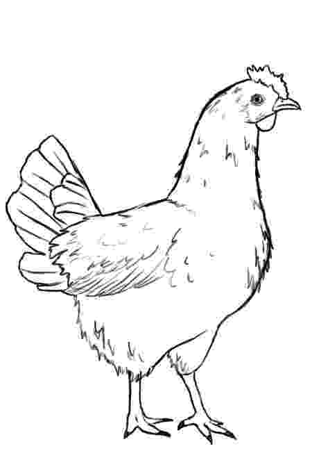 sketch of hen colours drawing wallpaper cute and beautiful hens colour hen sketch of 