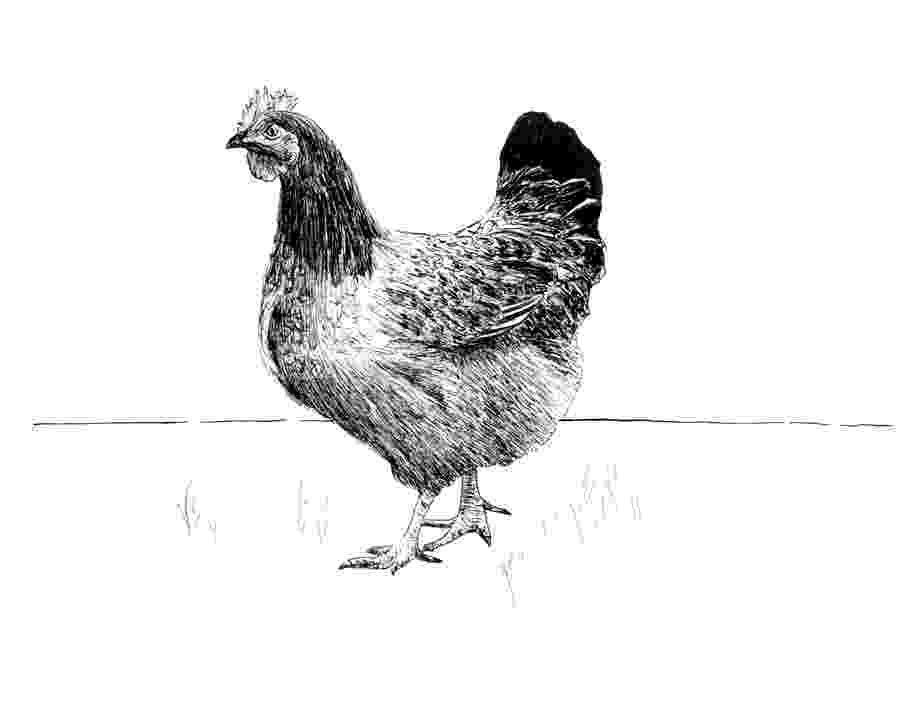 sketch of hen drawing healthy hen coloring page coloring sky sketch hen of 