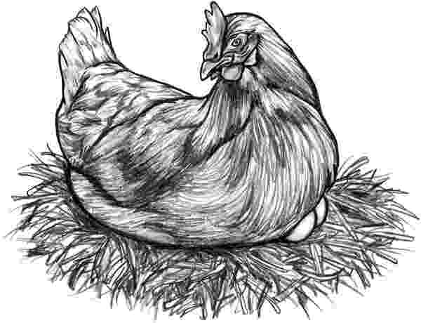 sketch of hen how to draw a chicken draw central sketch of hen 