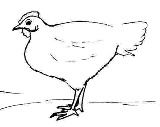 sketch of hen how to draw a chicken for kids drawingforallnet hen of sketch 