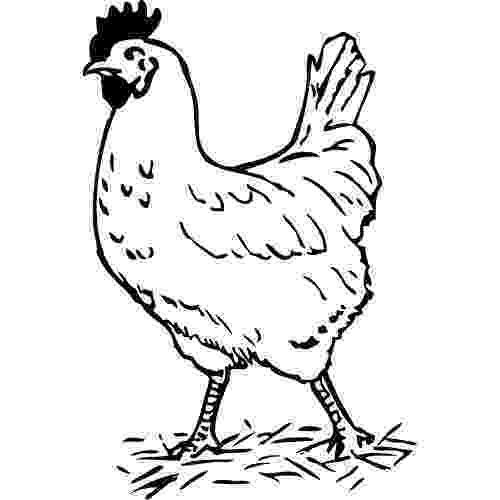 sketch of hen how to draw a hen step by step arcmelcom hen of sketch 