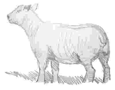 sketch of sheep art by mike jory august 2010 sheep sketch of 