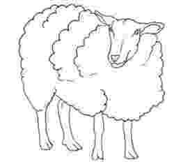 sketch of sheep how to draw sheep lambs drawing tutorials drawing sketch sheep of 